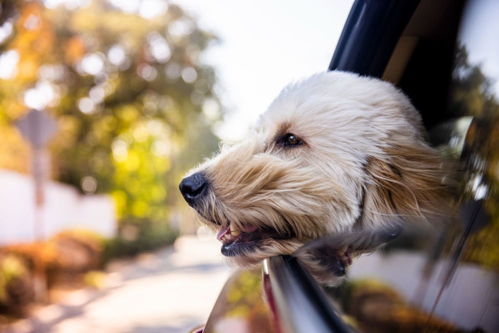 Dog looking out the window of a car near Gilfield Park in Charlotte, North Carolina