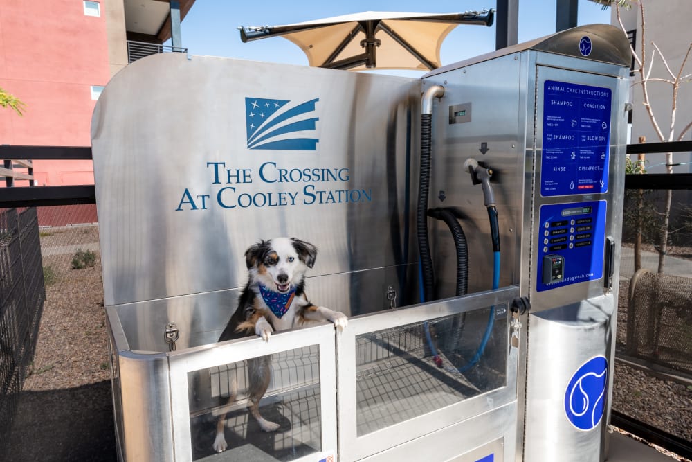 dog washing station at The Crossing at Cooley Station in Gilbert, Arizona