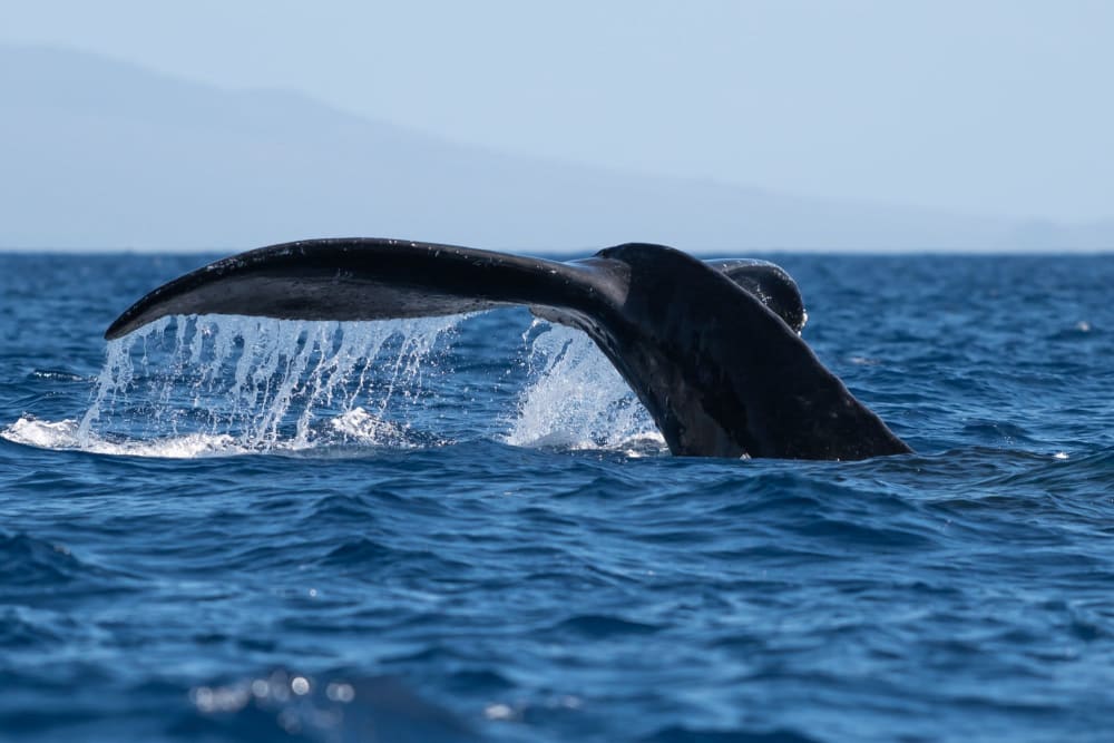 Whales tail near Parallel 49 in Anacortes, Washington