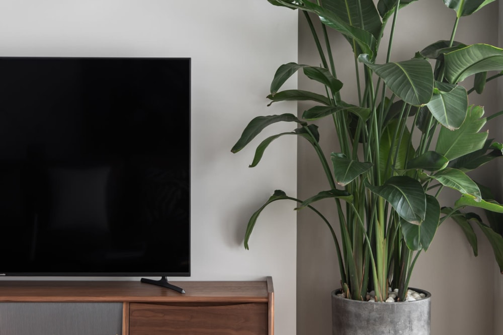 A television on an entertainment stand at Mode at Ballast Point in Tampa, Florida