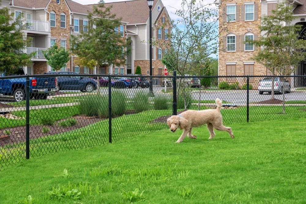 Dog playing in the fenced dog park at Arbor Brook in Murfreesboro, Tennessee