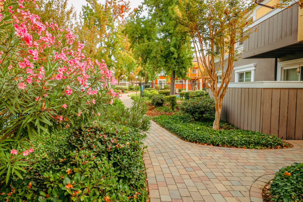 Walking path and professionally landscaped grounds with flowers in bloom at Peppertree Apartments in San Jose, California
