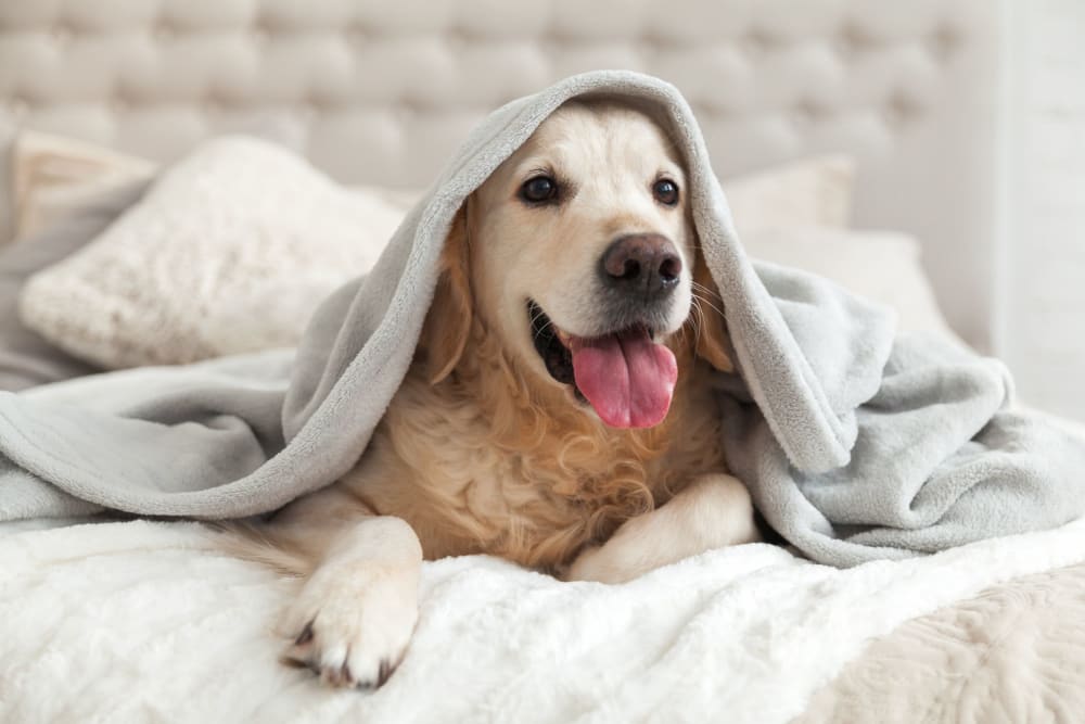 Dog under a blanket on a bed at Highland Pointe in Yukon, Oklahoma