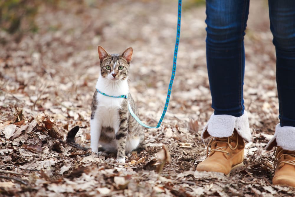 cat on a leash outside at Pickwick Place in Oklahoma City, Oklahoma