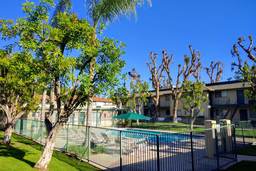 Palm trees surrounding the sparkling swimming pool at Sierra Gardens in Riverside, California