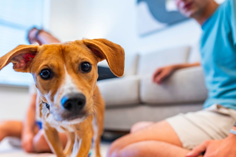 Photos of The Waters at West Village Apartments in Scott, LA