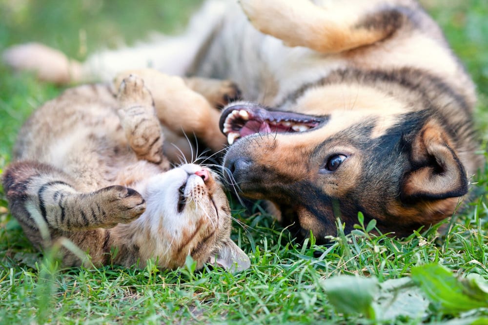 A dog and a cat lying the grass at Ashlar Flats in Dublin, Ohio