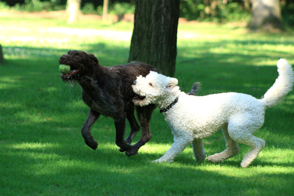 Dogs playing in a park near Market Flats in Bethlehem, Pennsylvania