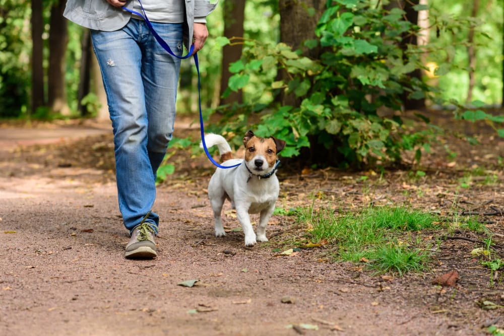 Resident walking their pup on a nearby trail at Parks at Nexton in Summerville, South Carolina