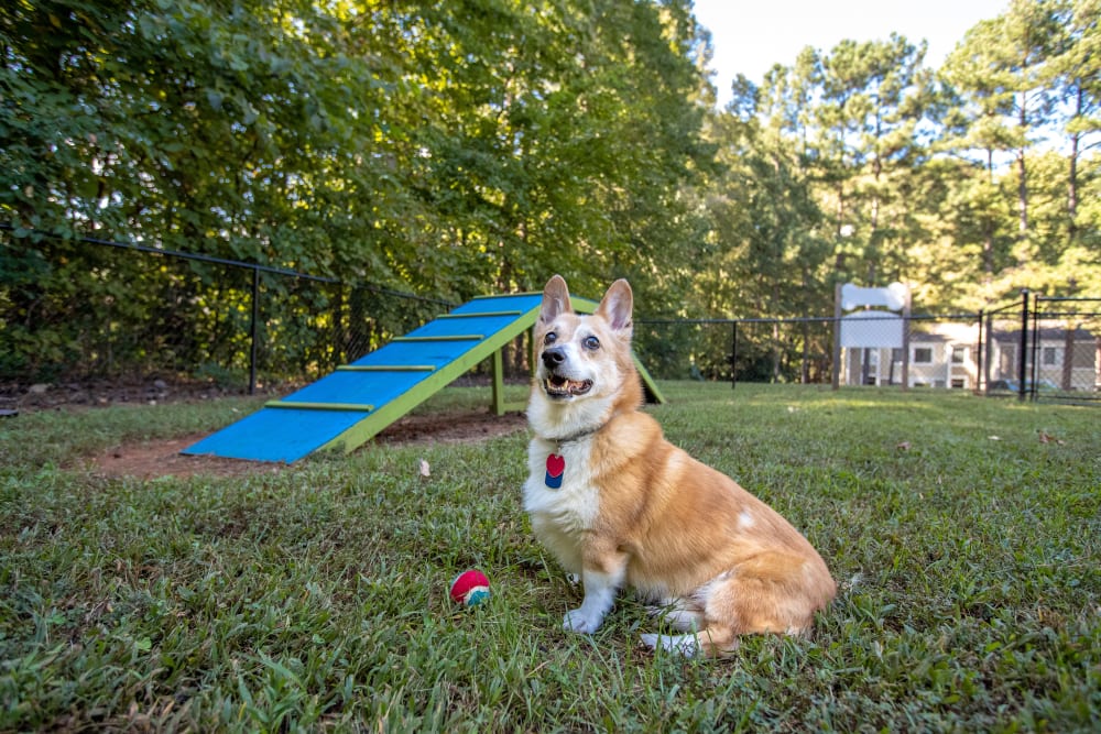 A dog sitting next to a ball in the dog park at Pinewood Station in Hillsborough, North Carolina