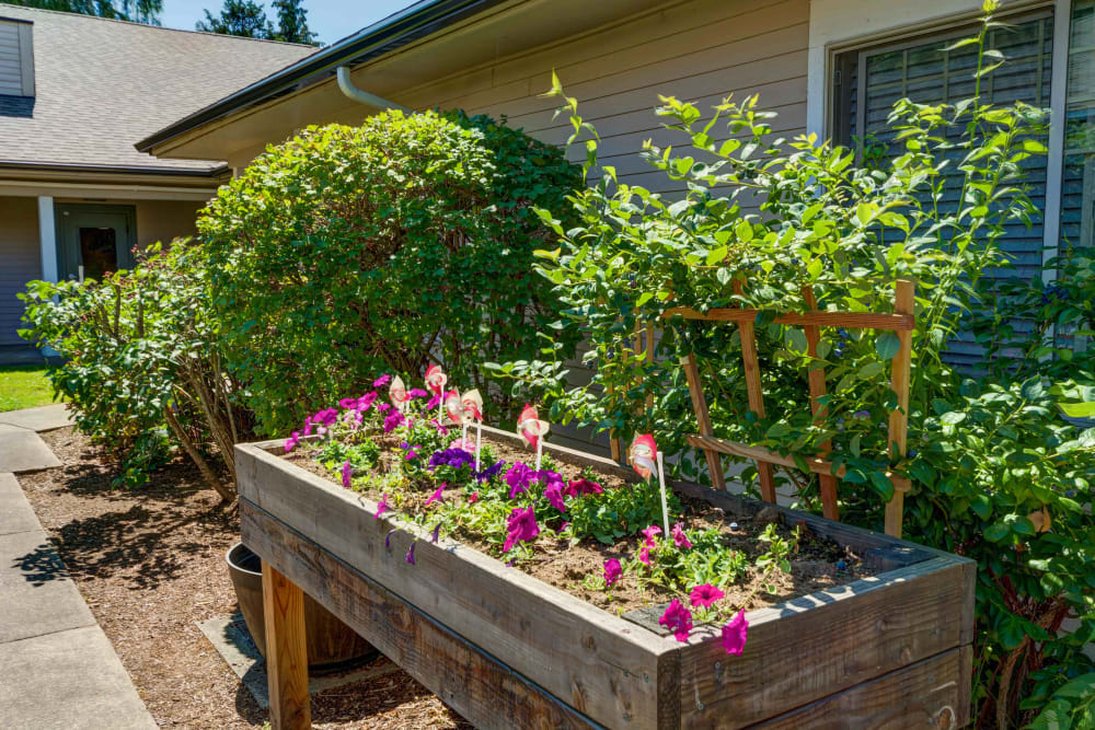 Raised flower bed and trellis in the courtyard at Timberwood Court Memory Care in Albany, Oregon