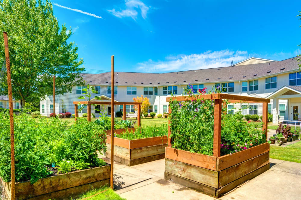 Garden with raised beds at Vineyard Heights Assisted Living in McMinnville, Oregon