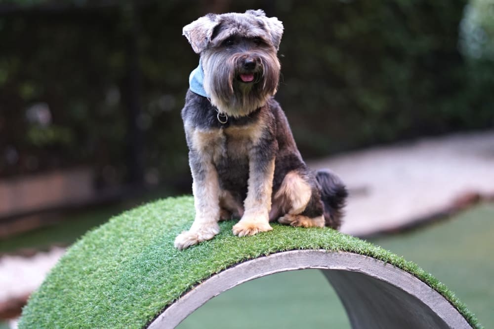 Dog sitting atop one of the obstacles at the onsite dog park's agility course at Florence Apartments in Los Angeles, California