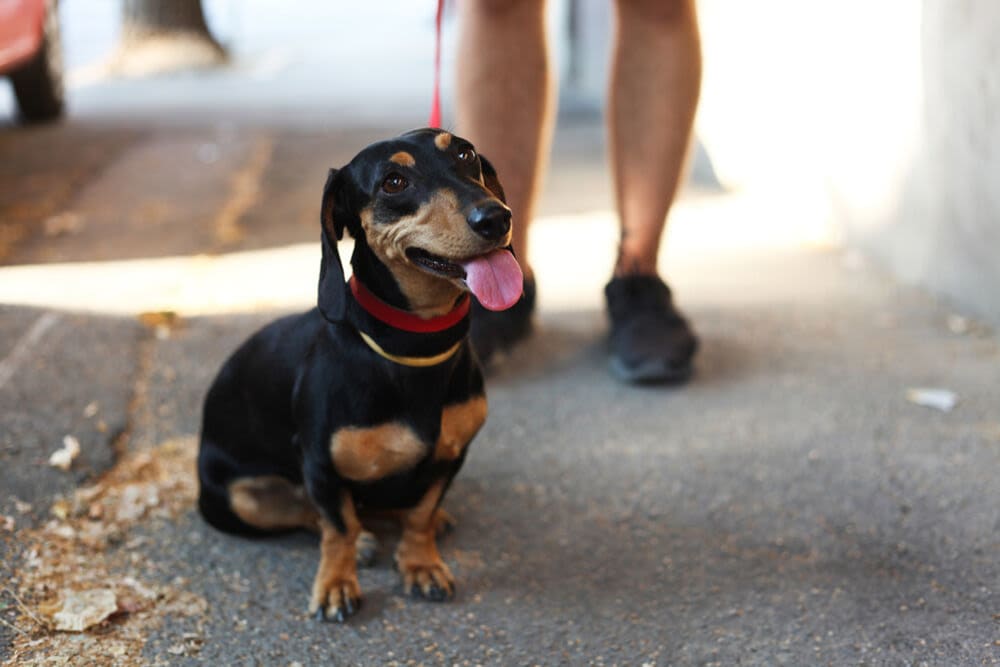 Pet-friendly at MV Lofts in Los Angeles, California
