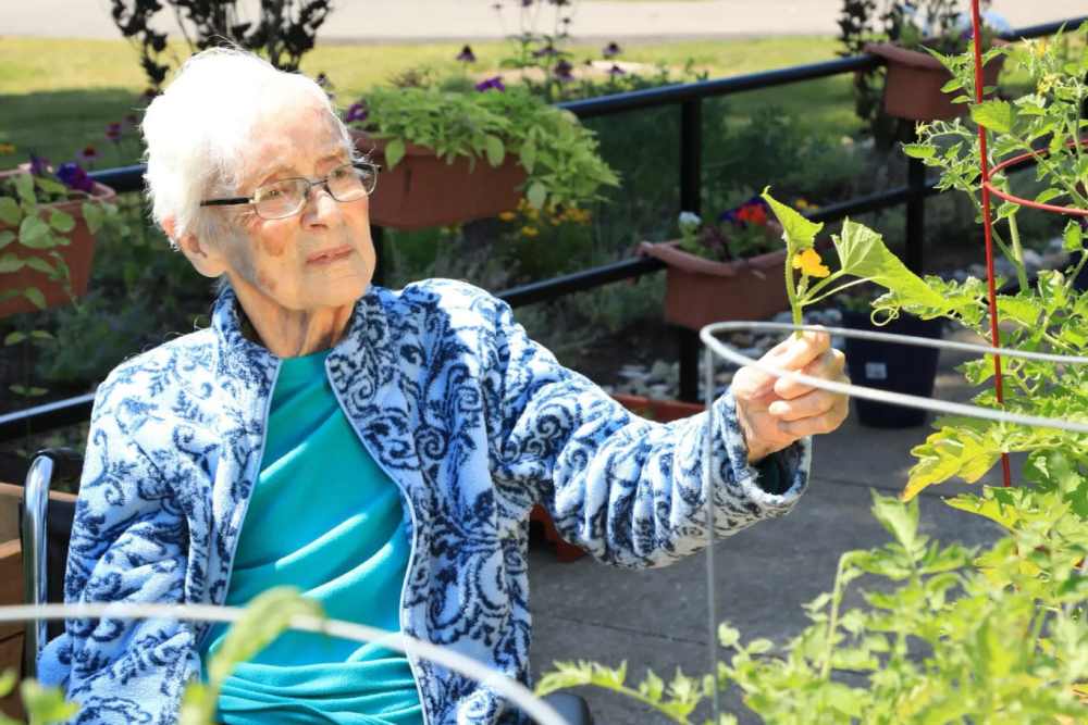 Resident picking flowers in the garden at O'Fallon in O'Fallon, Missouri