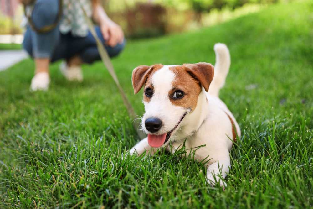 Pet-friendly at Terre at Madison Apartment Homes in El Cajon, California