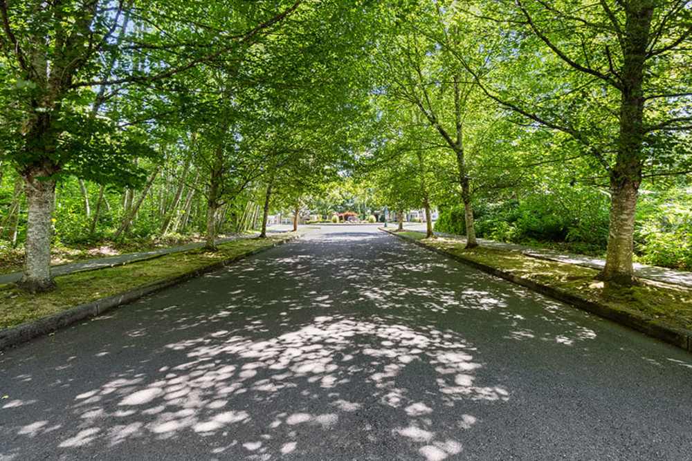 Road shaded with trees at Yauger Park Villas in Olympia, Washington