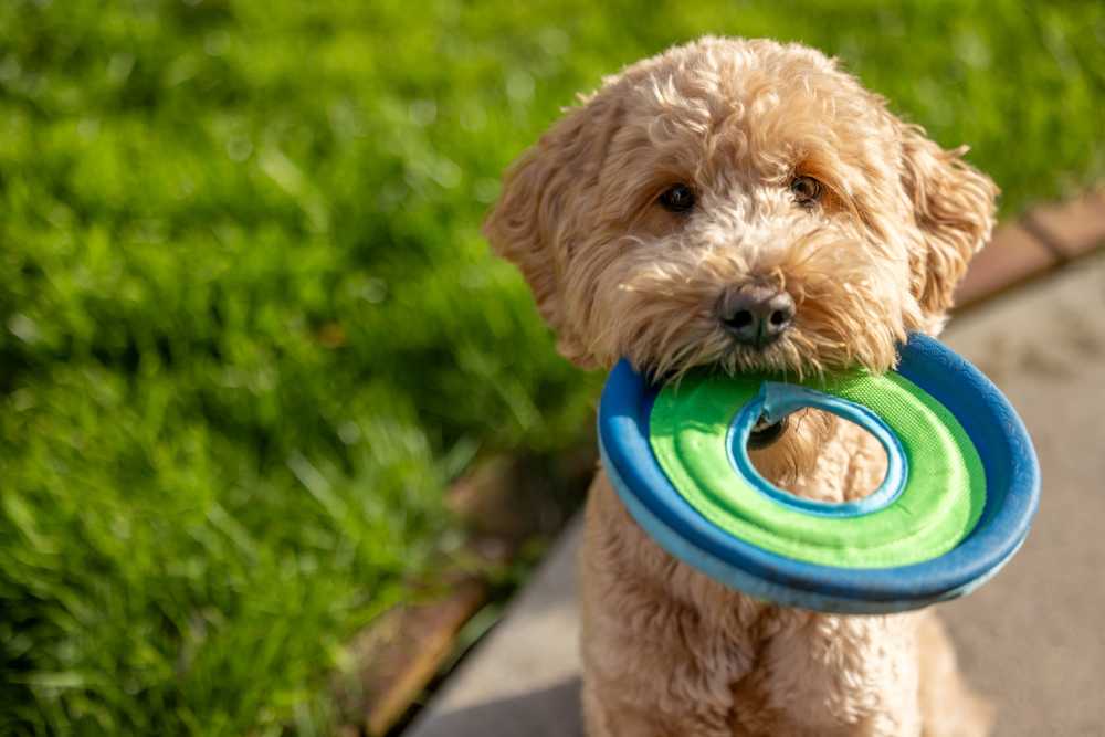 Dog outside at South Port in Alexandria, Virginia