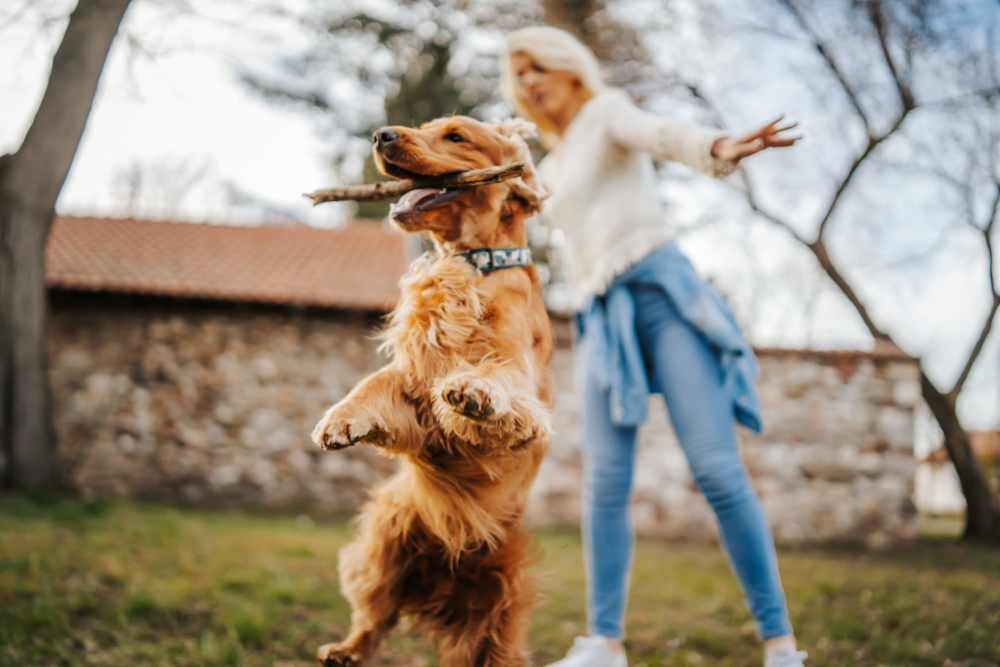Resident throwing a stick for a dog at Spring Hollow Apartments in Brighton, Colorado