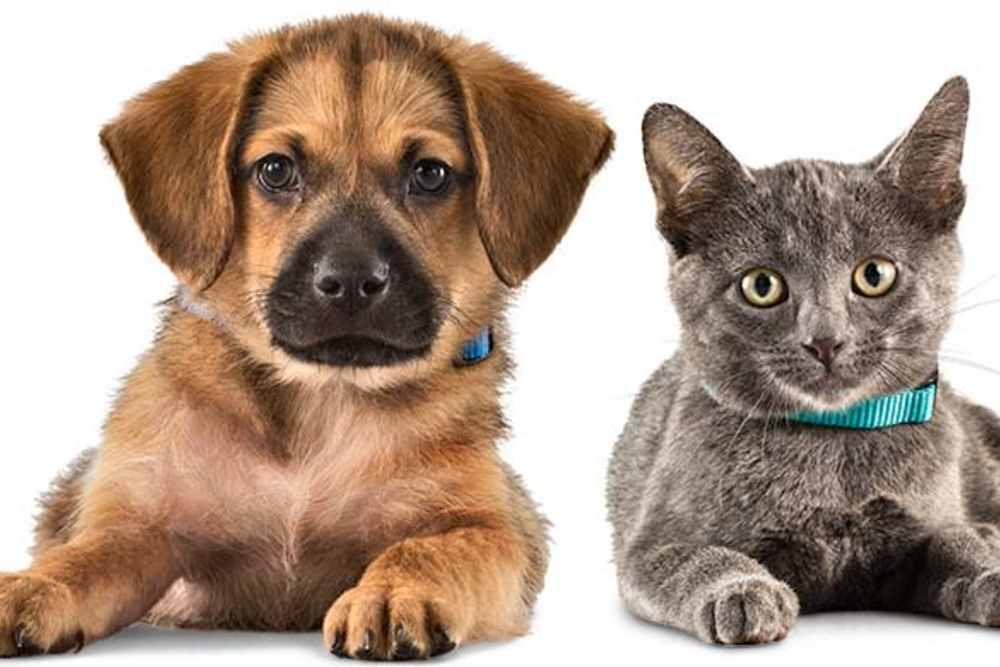 Pet Friendly  at Renaissance Apartments in Sunnyvale, CA