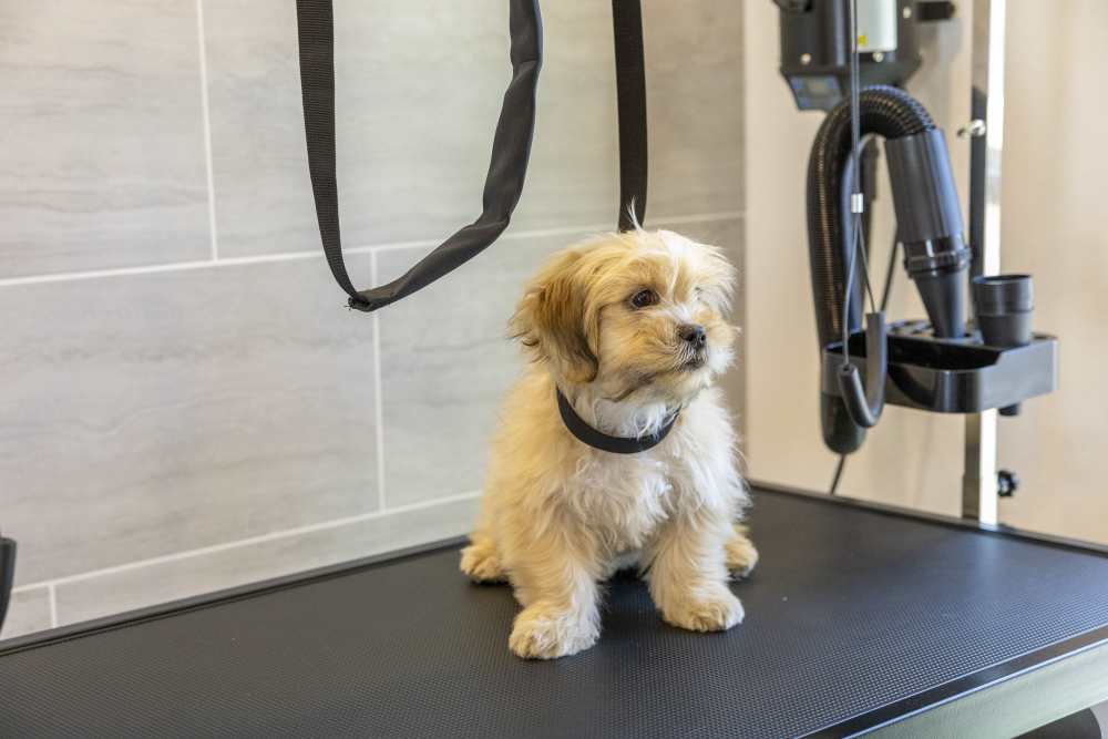 Pet spa at Avion Apartments in Jacksonville, Florida