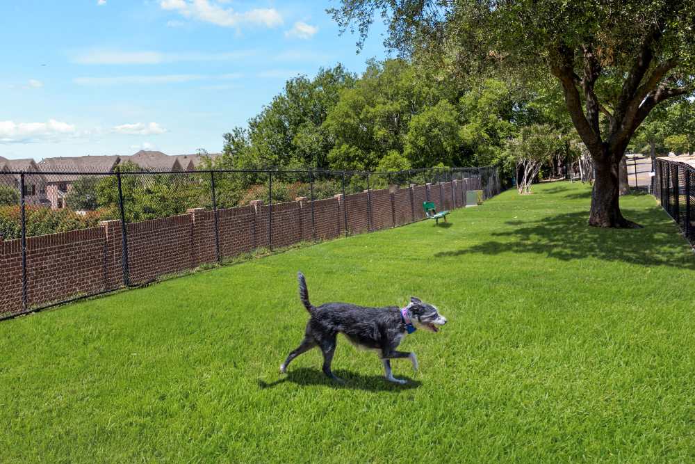 Unique dog park at apartments at Ballantyne Apartments in Lewisville, Texas