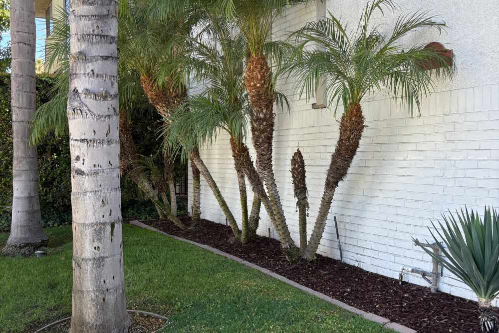 Lush green backyard of the property at The Indie Glendale Collection in Glendale, California