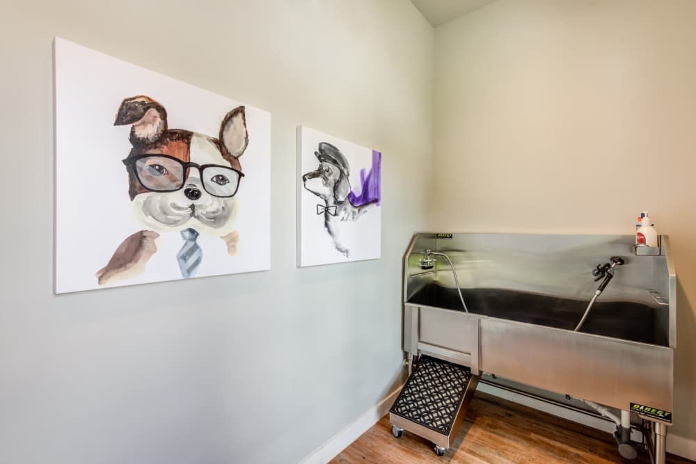 pet spa with artwork and dog wash station