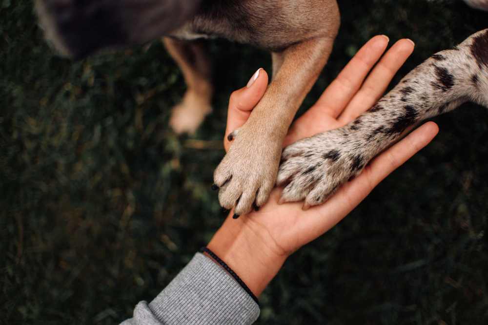 Residents holding their pet dog and a cat in their pet friendly home at Hampton Square in Cherry Hill, New Jersey