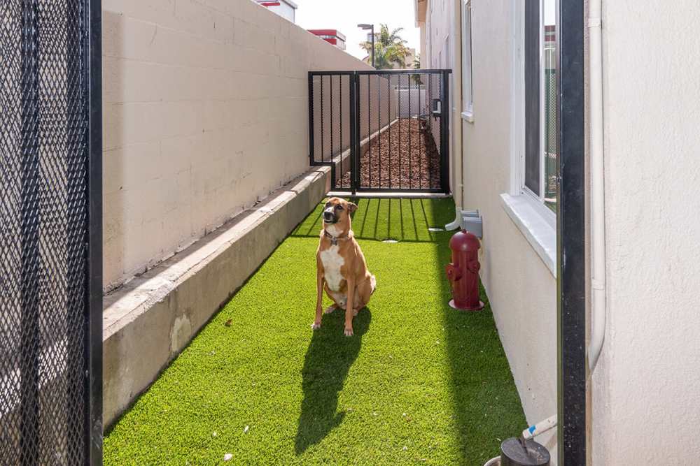 Pet-friendly at Iwood I in Inglewood, California