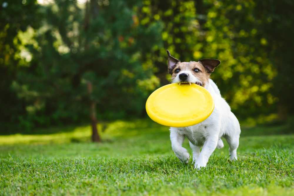 Community dog park at at The Depot at North Salem in Apex, North Carolina 