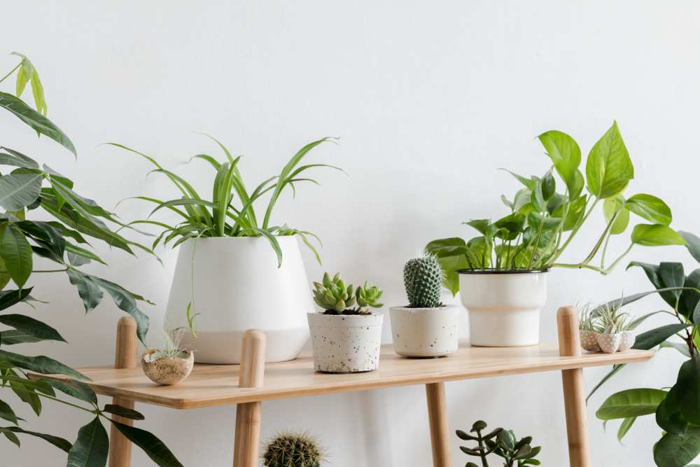 Plants on a shelf at Seven17 Lehman in Houston, Texas