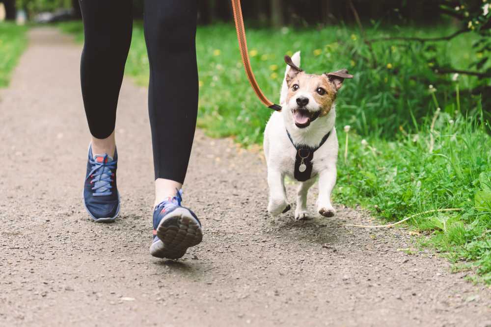 A resident on a walk in a park with their dog in St. Francis, WI