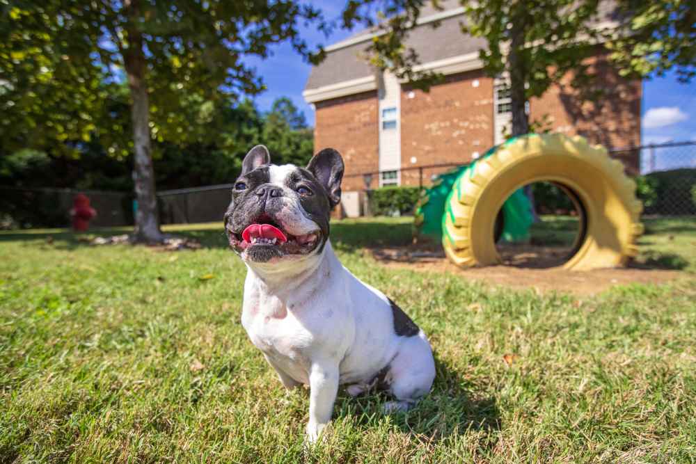 Dog playing in grassy area with tire at Collins Crossing Apartments in Carrboro, North Carolina