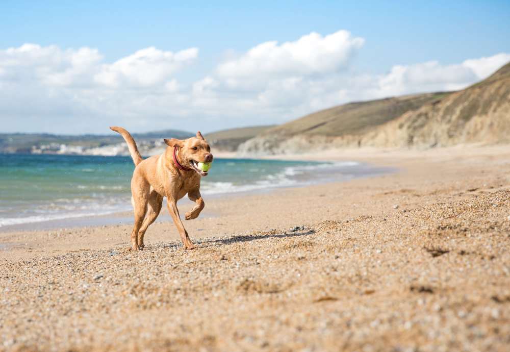 Happy pup running on the beach near Cottage Street at eTown in Jacksonville, Florida