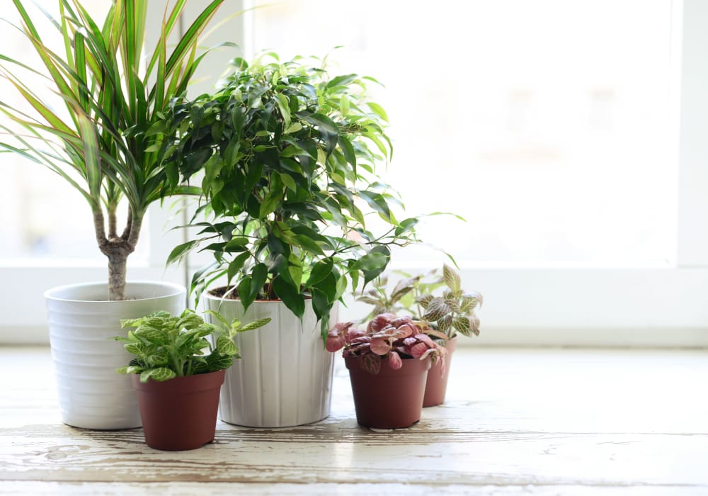 Potted plants at Sofi Riverview Park in San Jose, California