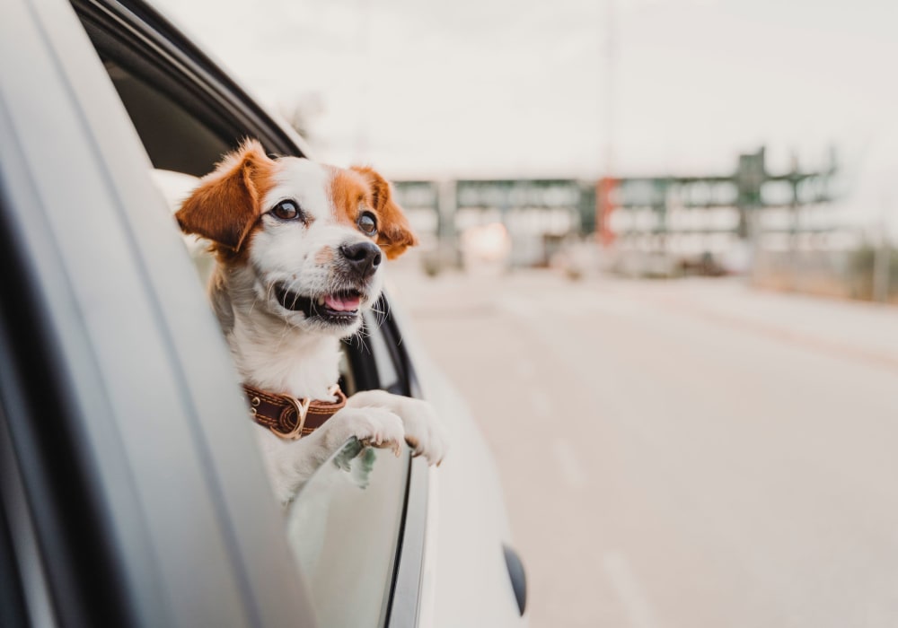 Dog in the back seat of a car in Cambridge, Maryland near Crusader Arms Apartments