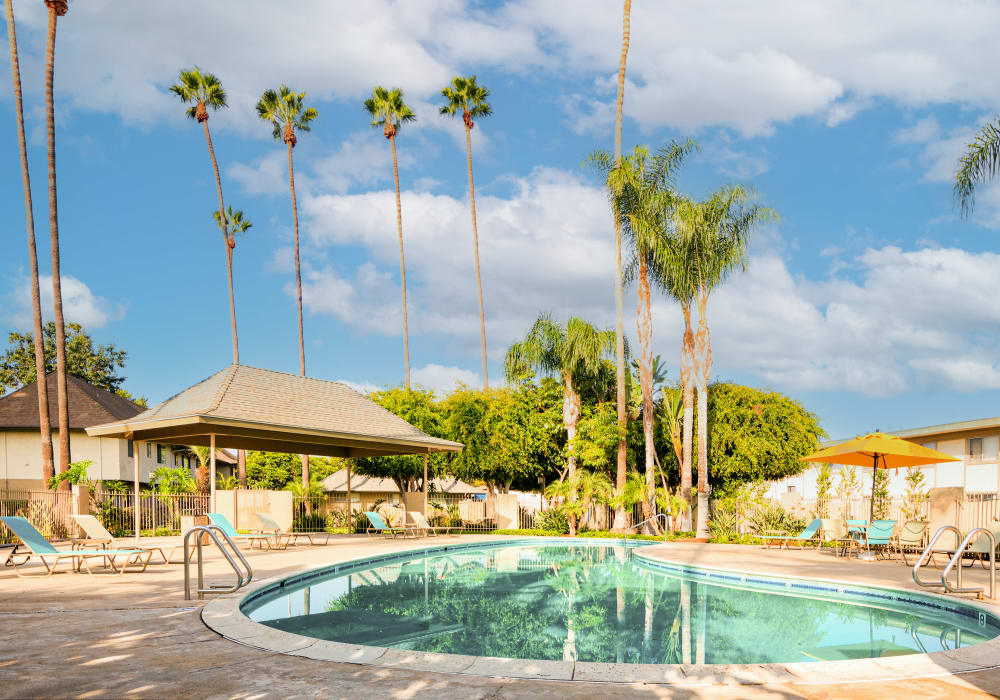 Palm trees by the pool at Mango Tree in Santa Ana, California