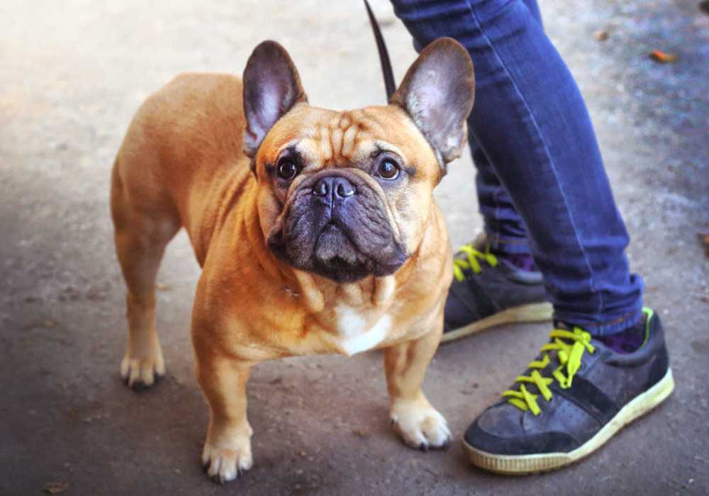 Pet-friendly at Carroll at Rivery Ranch in Georgetown, Texas
