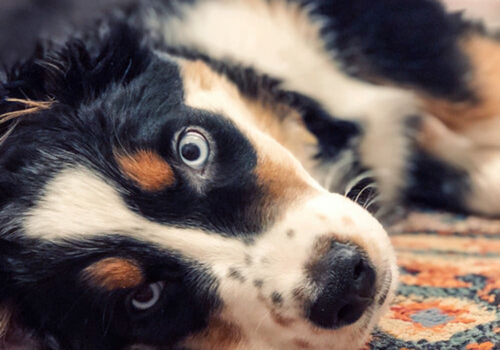 Pet friendly at Berrington Village in Asheville, North Carolina