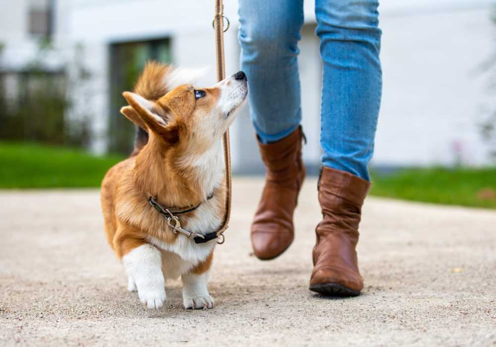 Dog going for walk with her owner near Bridges at San Ramon in San Ramon, California,