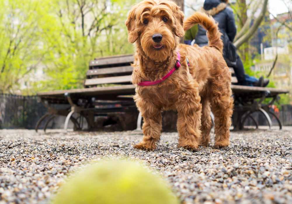 Pet-friendly community at Esplanade in Redondo Beach, California