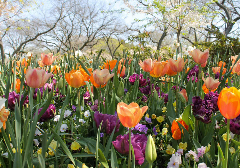 Vibrant tulips in various colors blooming near Lakeside Villas in Baton Rouge, Louisiana