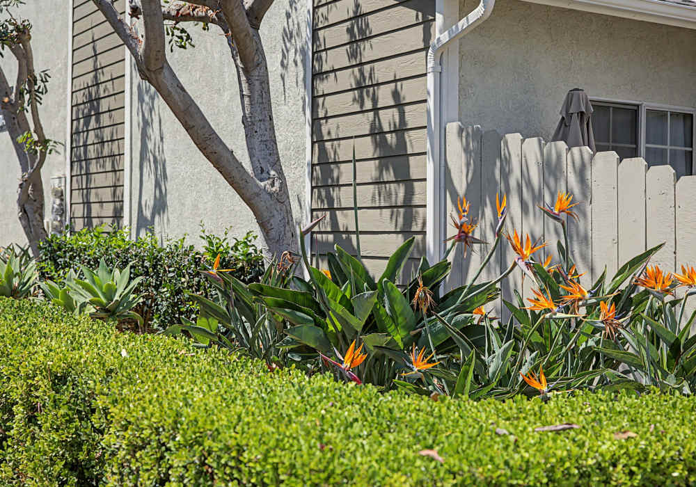 Lush landscaping at Greystone in Costa Mesa, California