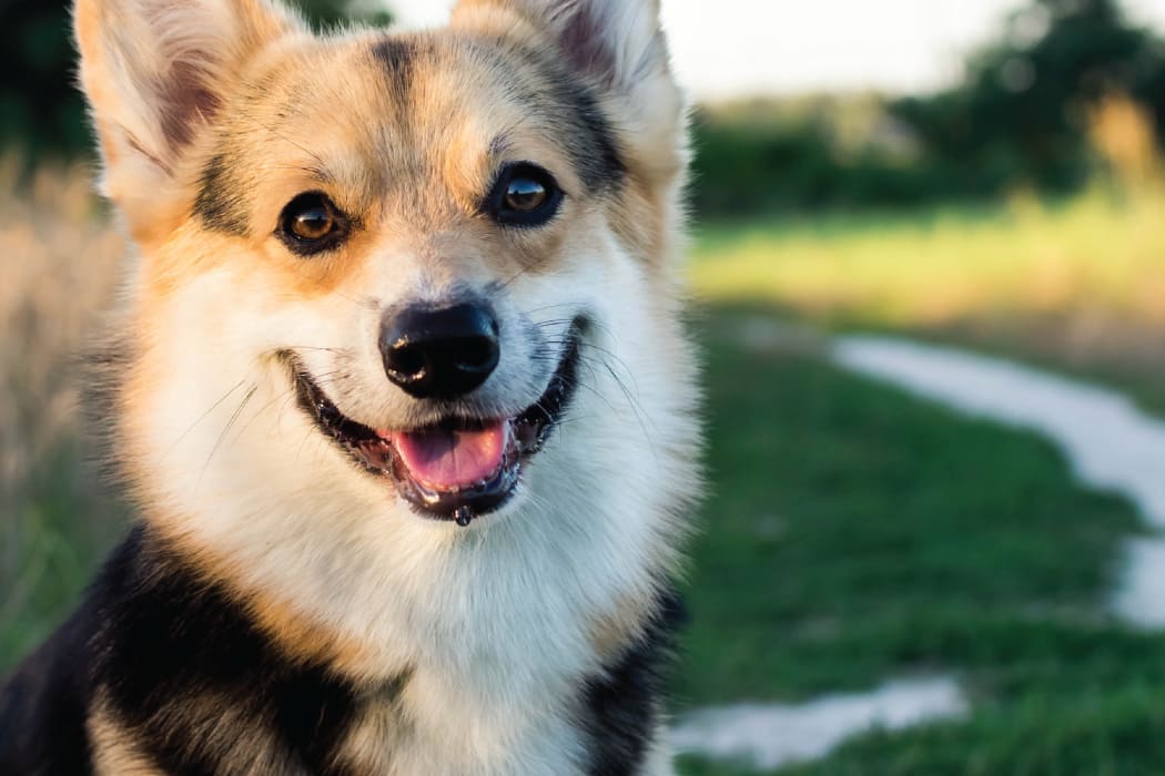 Happy corgi in Edmond, Oklahoma near Fountain Lake