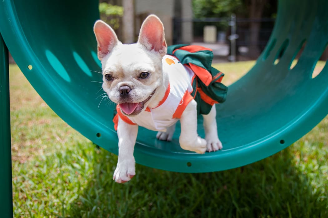 French Bulldog pup running the agility course at The Timbers at Long Reach Apartments in Columbia, Maryland