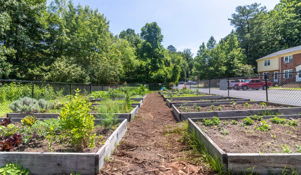 Community garden with lots of tree at Landmark at Patterson in Richmond, Virginia 