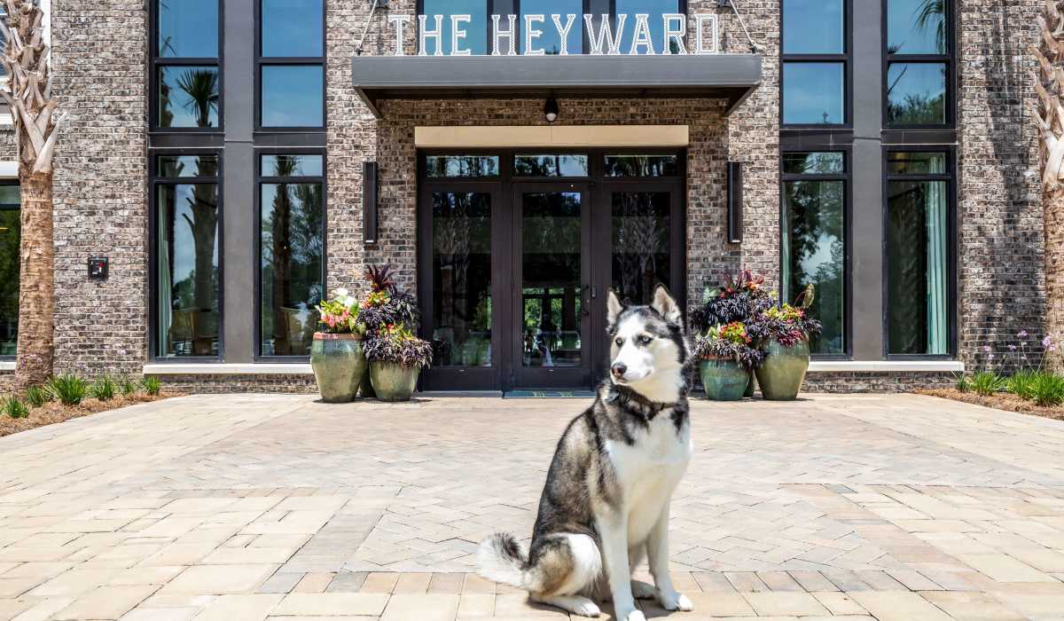 Pet-friendly living at The Heyward in Charleston, South Carolina