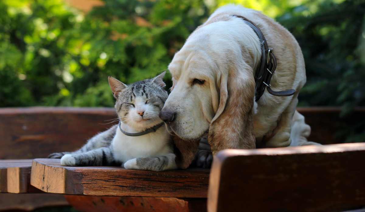 Pets at Archer Medical District in Dallas, Texas