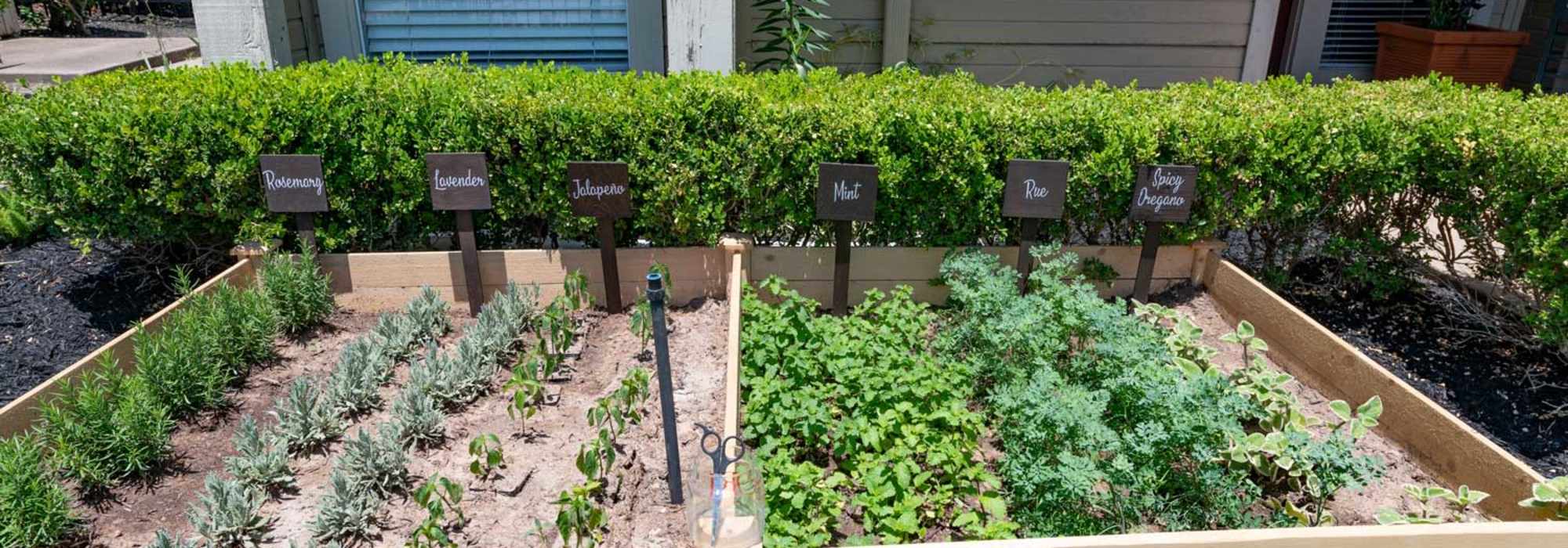 Community garden at Meyerland Court in Houston, Texas
